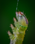 虫子