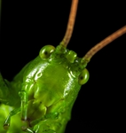 昆虫