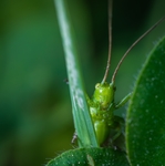 昆虫
