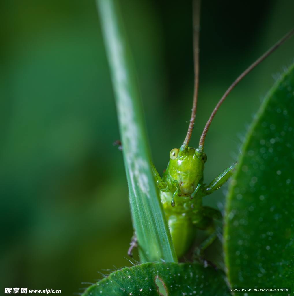 昆虫