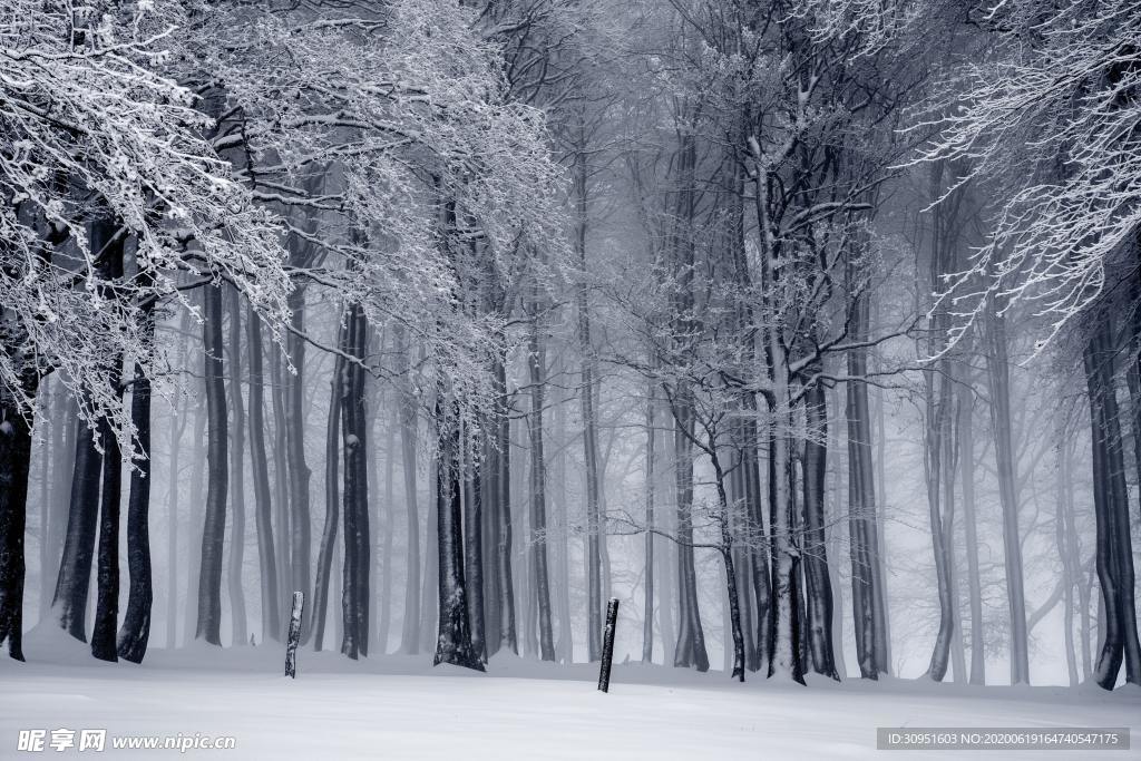 雪林