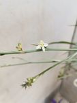 兰花 吊兰花 小白花 花枝