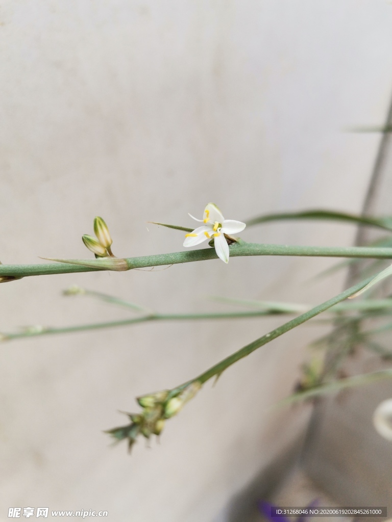 兰花 吊兰花 小白花 花枝