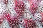 水珠