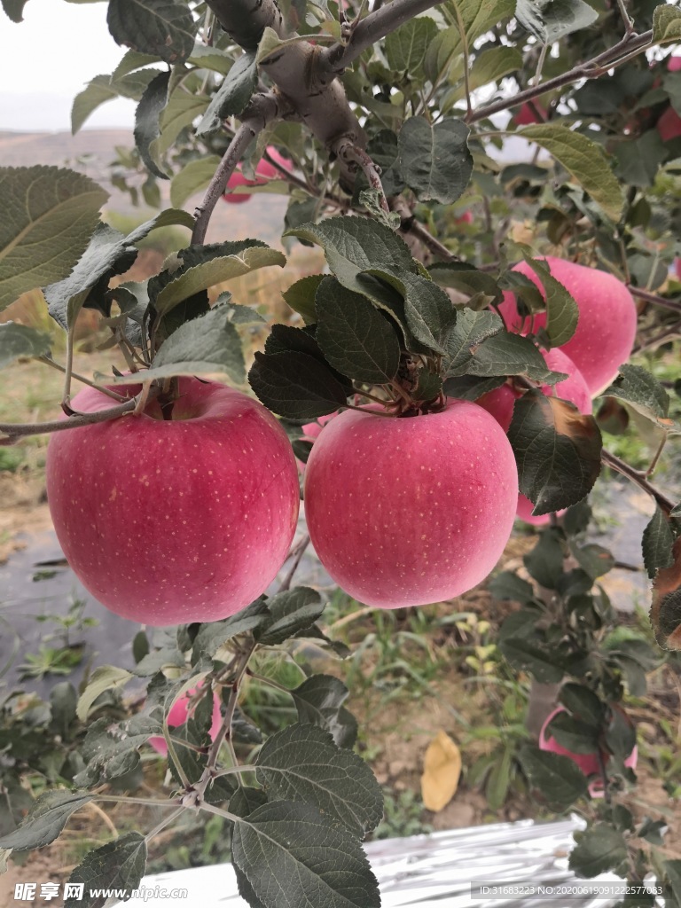 静宁苹果 果园 苹果树 红苹果