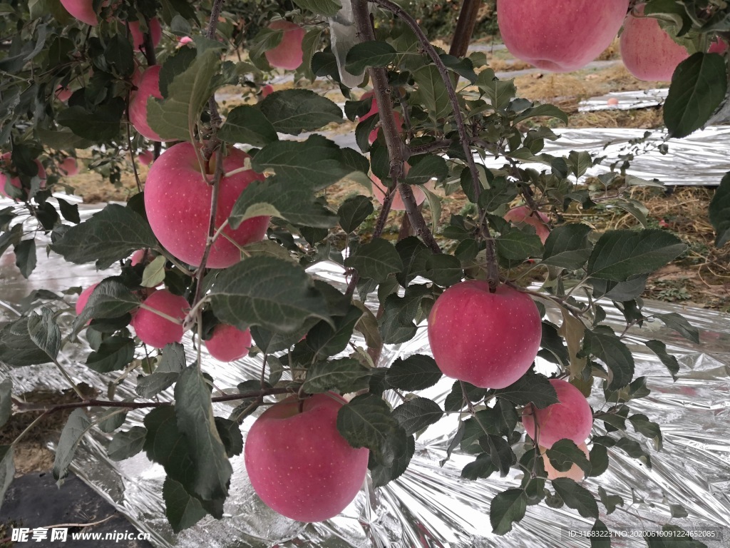 静宁苹果 果园 苹果树 红苹果