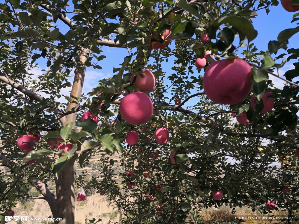 静宁苹果 果园 苹果树 红苹果
