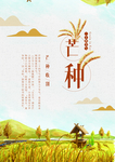 芒种