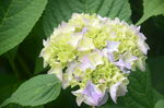 八仙花