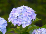 绣球花