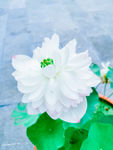 芙蓉