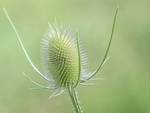 花草背景