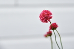 花草背景