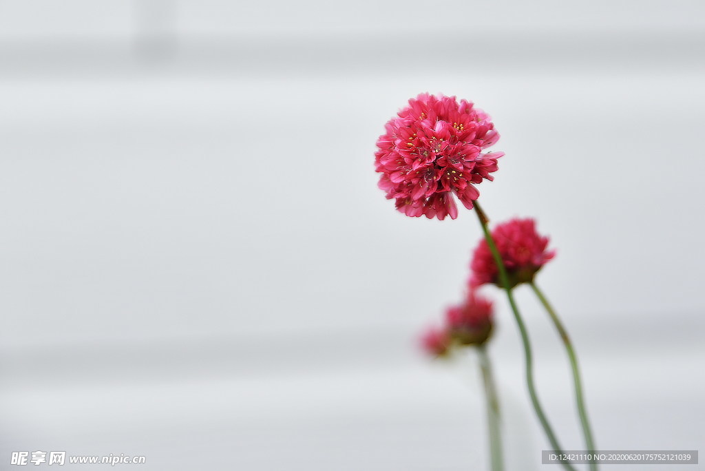 花草背景