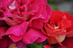 玫瑰花