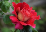 玫瑰花