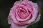 玫瑰花