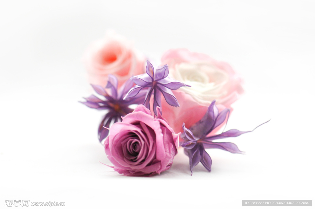紫色玫瑰