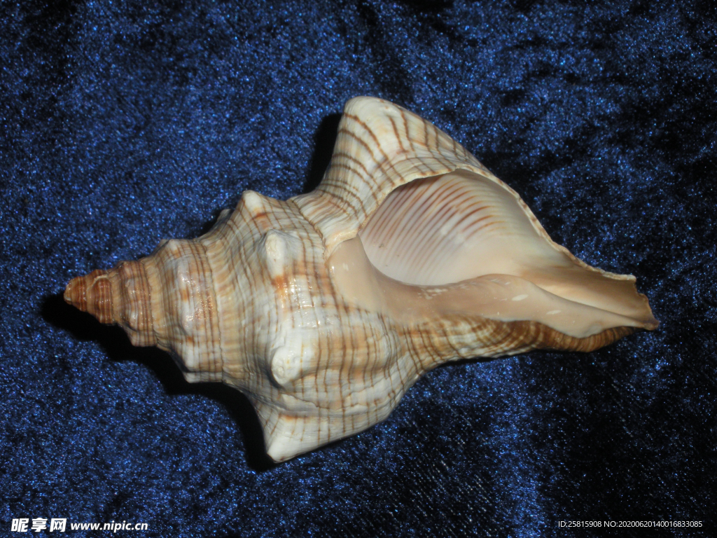 海螺贝壳唯美图片