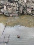 猴子