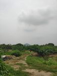 桃园
