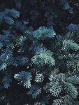 花草