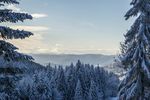 雪松雪景