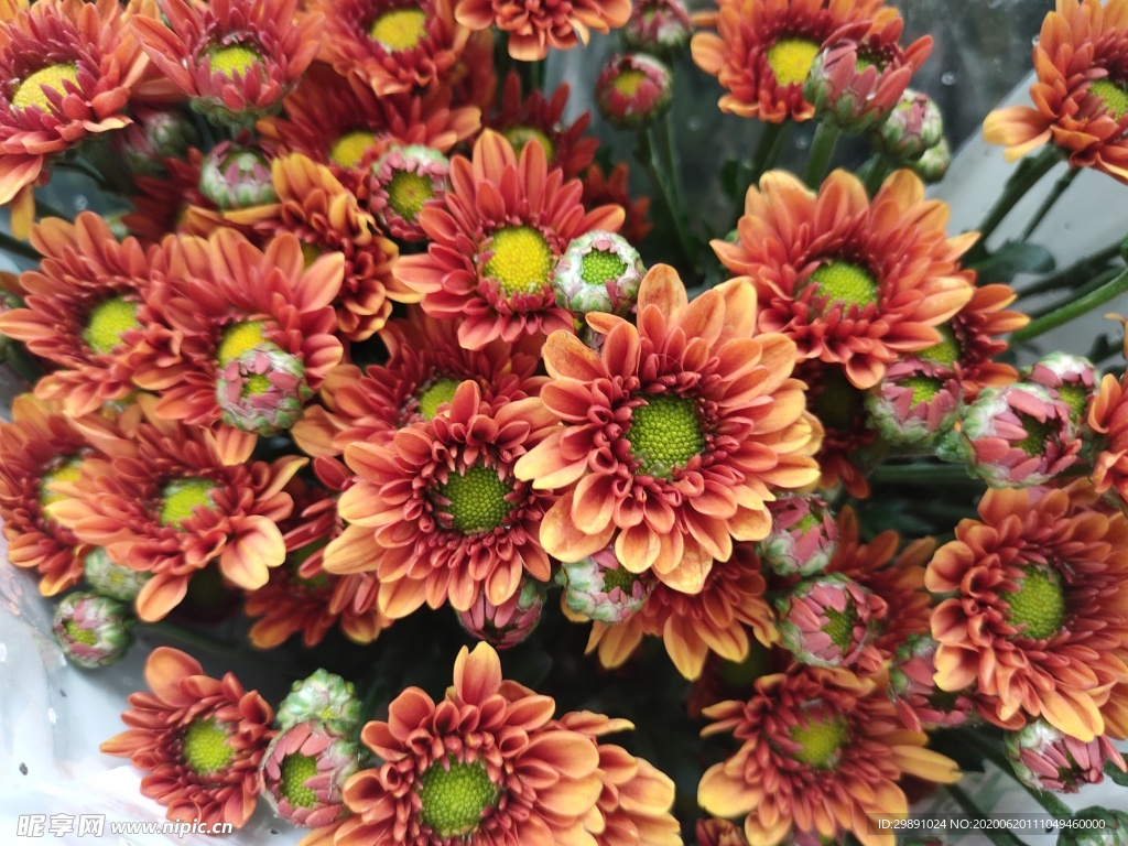 雏菊