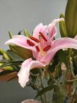 百合