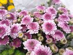 雏菊