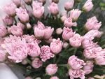 鲜花