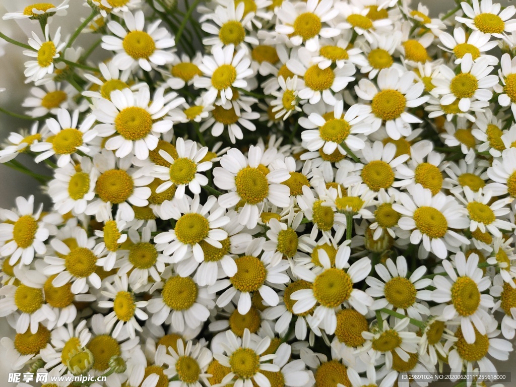 鲜花