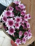 雏菊