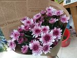 雏菊