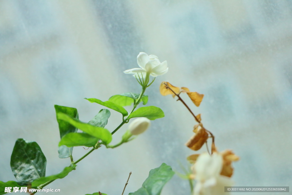 茉莉