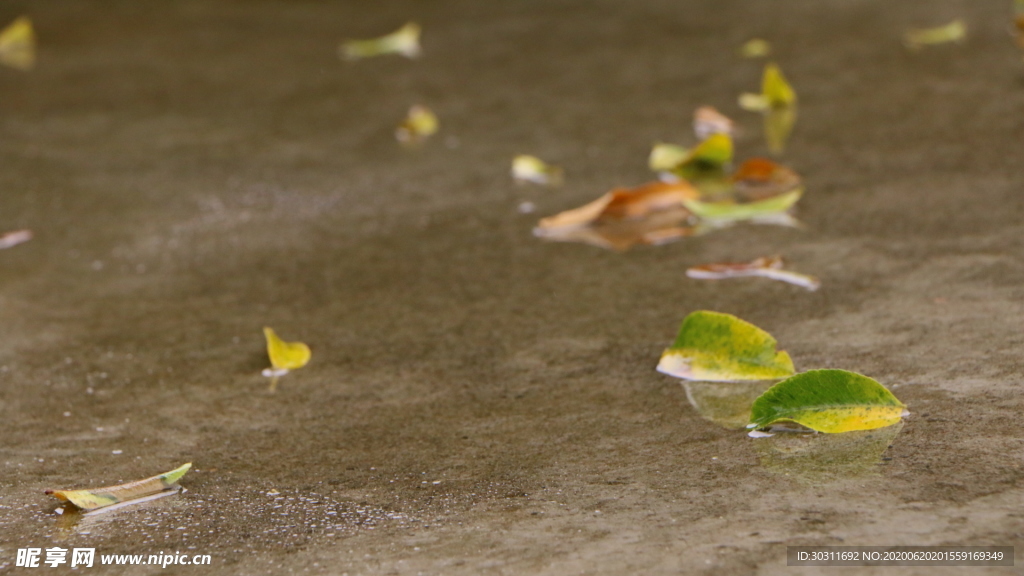 雨后散乱的皂树叶