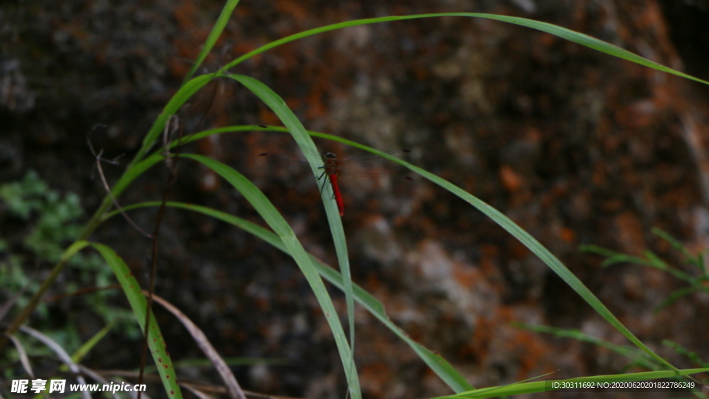 马尾草上的红蜻蜓