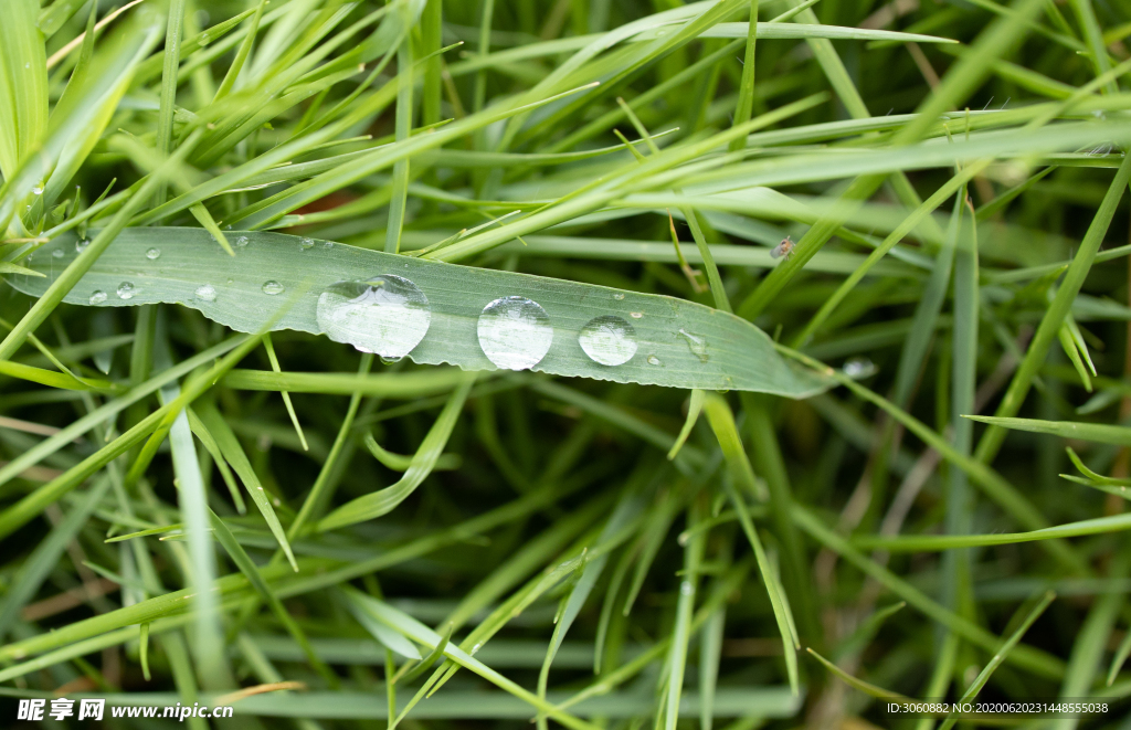 雨后 水珠 清新 绿色