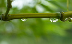 雨后 水珠 清新 绿色