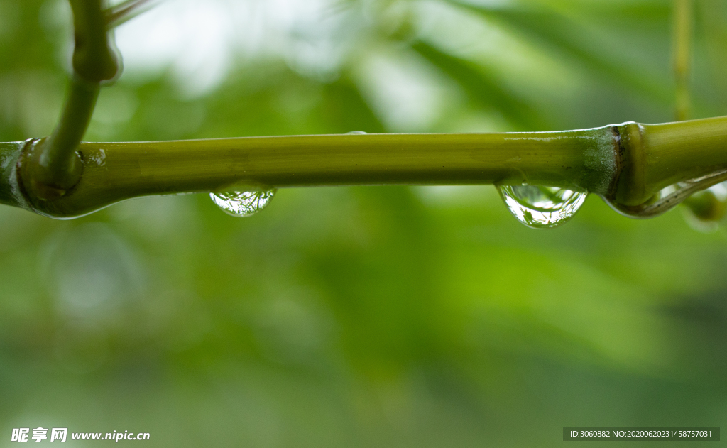 雨后 水珠 清新 绿色