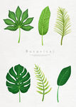 手绘绿色植物插画线稿图片