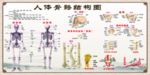 中医 调理 骨骼  人体结构