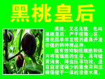 黑桃皇后