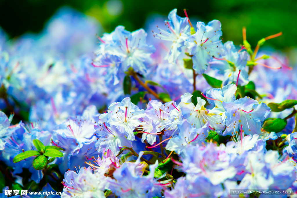 美丽盛开花朵