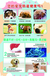 宠物医院海报 益生菌