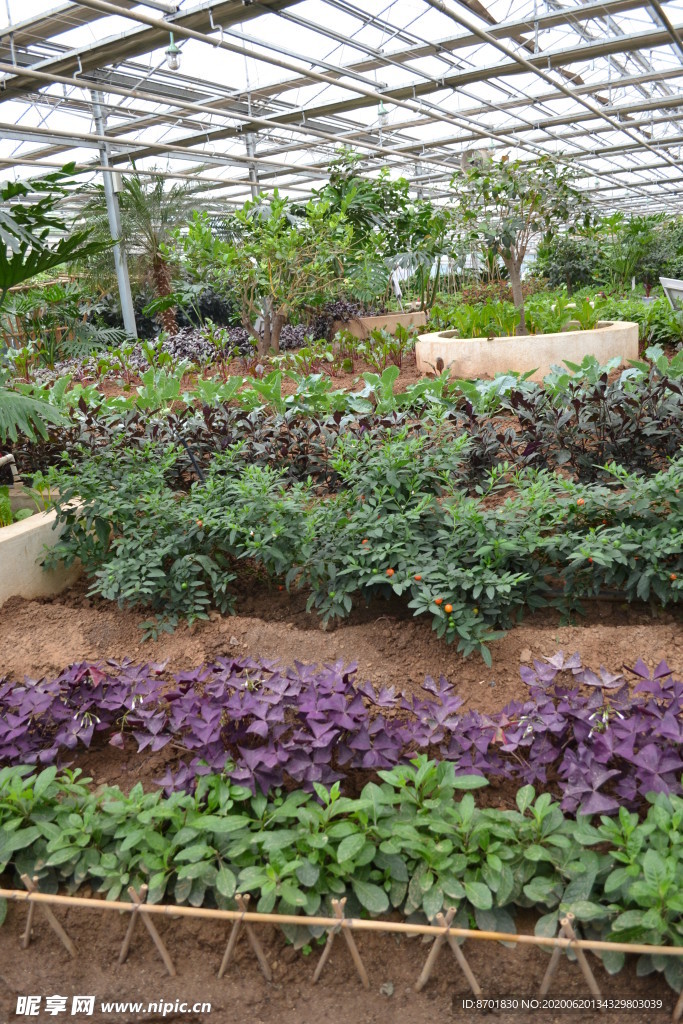 紫叶酢浆草
