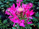 醉蝶花