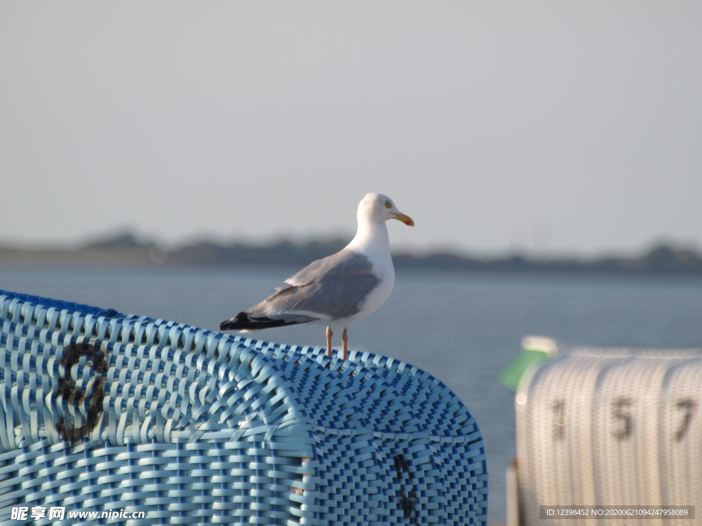 海鸥