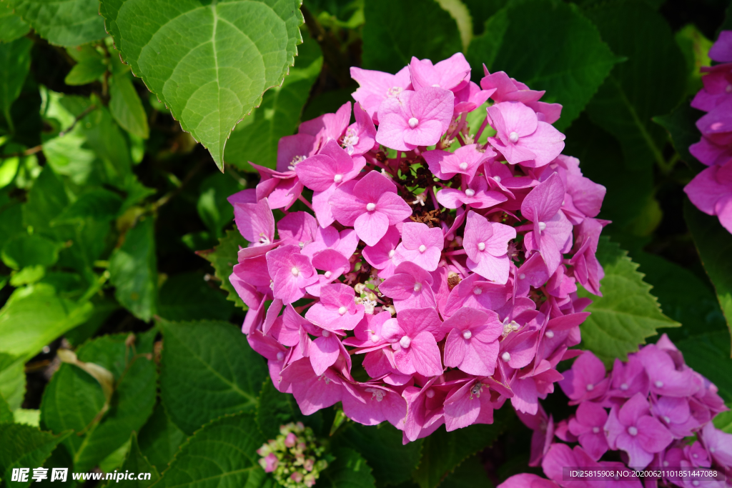 绣球花八仙花清新图片