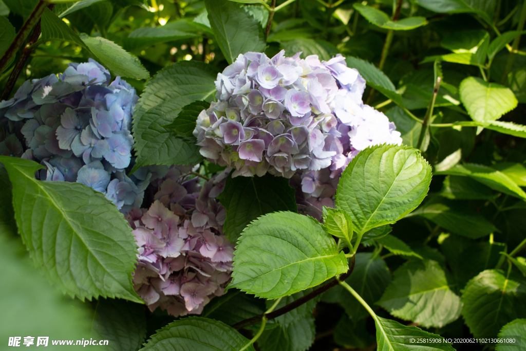 绣球花八仙花清新图片